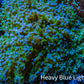 Ultra Blue Tip Neon Green Stem Reverse Frogspawn Coral -  WYSIWYG 9cm  D1R5B1 Ultra Blue Tip Neon Green Stem Reverse Frogspawn Coral -  WYSIWYG 9cm  D1R5B1 LPS Ultra Blue Tip Neon Green Stem Reverse Frogspawn Coral -  WYSIWYG 9cm  D1R5B1 Zeo Box Reef