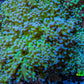 Ultra Blue Tip Neon Green Stem Reverse Frogspawn Coral -  WYSIWYG 9cm  D2R5B1 Ultra Blue Tip Neon Green Stem Reverse Frogspawn Coral -  WYSIWYG 9cm  D2R5B1 LPS Ultra Blue Tip Neon Green Stem Reverse Frogspawn Coral -  WYSIWYG 9cm  D2R5B1 Zeo Box Reef
