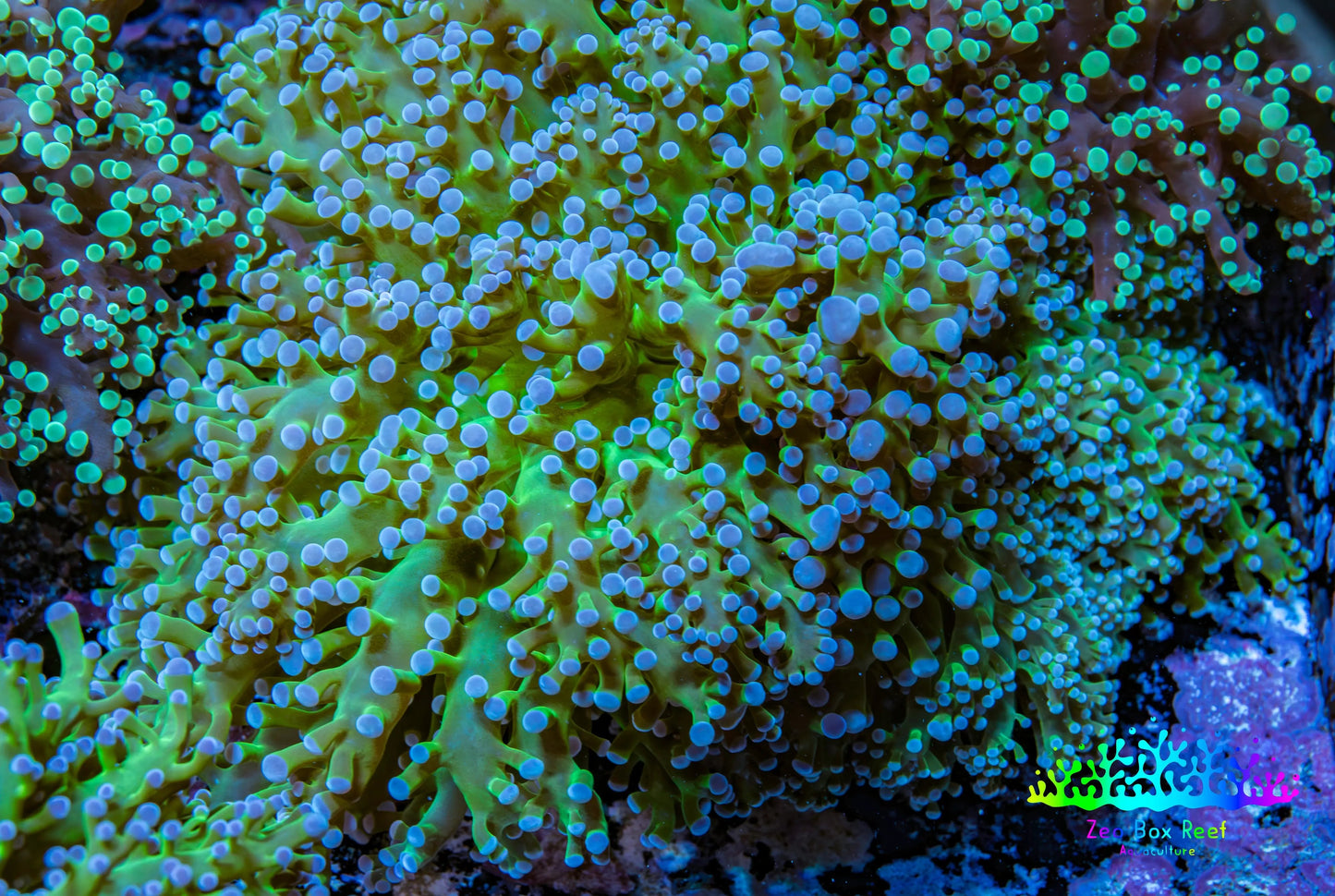 Ultra Blue Tip Neon Green Stem Reverse Frogspawn Coral -  WYSIWYG 9cm  D2R5B1 Ultra Blue Tip Neon Green Stem Reverse Frogspawn Coral -  WYSIWYG 9cm  D2R5B1 LPS Ultra Blue Tip Neon Green Stem Reverse Frogspawn Coral -  WYSIWYG 9cm  D2R5B1 Zeo Box Reef