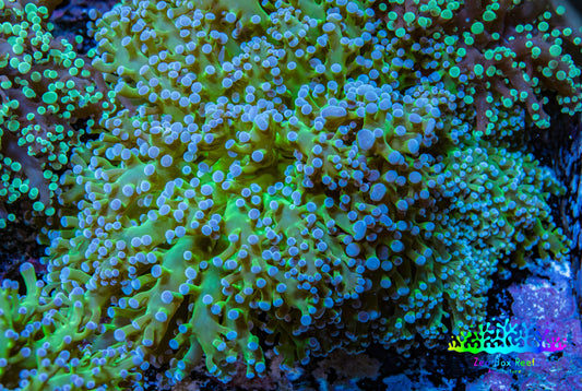 Ultra Blue Tip Neon Green Stem Reverse Frogspawn Coral -  WYSIWYG 9cm  D2R5B1 Ultra Blue Tip Neon Green Stem Reverse Frogspawn Coral -  WYSIWYG 9cm  D2R5B1 LPS Ultra Blue Tip Neon Green Stem Reverse Frogspawn Coral -  WYSIWYG 9cm  D2R5B1 Zeo Box Reef
