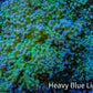 Ultra Blue Tip Neon Green Stem Reverse Frogspawn Coral -  WYSIWYG 9cm  D2R5B1 Ultra Blue Tip Neon Green Stem Reverse Frogspawn Coral -  WYSIWYG 9cm  D2R5B1 LPS Ultra Blue Tip Neon Green Stem Reverse Frogspawn Coral -  WYSIWYG 9cm  D2R5B1 Zeo Box Reef