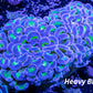 Ultra Blue Tip Toxic Green Stem Hammer Coral WYSIWYG 8cm Ultra Blue Tip Toxic Green Stem Hammer Coral WYSIWYG 8cm Aquarium Decor Ultra Blue Tip Toxic Green Stem Hammer Coral WYSIWYG 8cm Zeo Box Reef