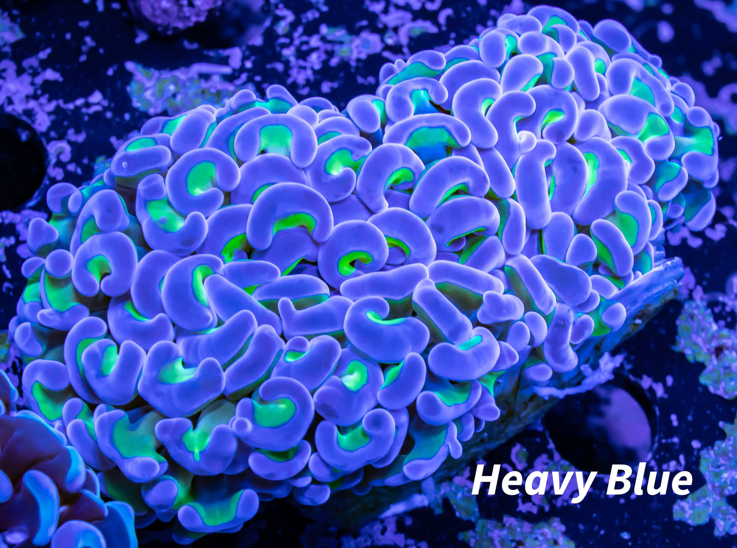 Ultra Blue Tip Toxic Green Stem Hammer Coral WYSIWYG 8cm Ultra Blue Tip Toxic Green Stem Hammer Coral WYSIWYG 8cm Aquarium Decor Ultra Blue Tip Toxic Green Stem Hammer Coral WYSIWYG 8cm Zeo Box Reef