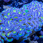 Ultra Blue Tip Toxic Green Stem Hammer Coral WYSIWYG 8cm Ultra Blue Tip Toxic Green Stem Hammer Coral WYSIWYG 8cm Aquarium Decor Ultra Blue Tip Toxic Green Stem Hammer Coral WYSIWYG 8cm Zeo Box Reef