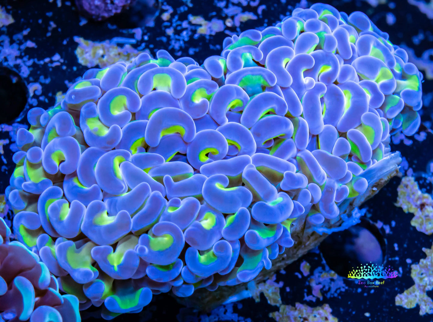 Ultra Blue Tip Toxic Green Stem Hammer Coral WYSIWYG 8cm Ultra Blue Tip Toxic Green Stem Hammer Coral WYSIWYG 8cm Aquarium Decor Ultra Blue Tip Toxic Green Stem Hammer Coral WYSIWYG 8cm Zeo Box Reef