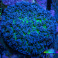 Ultra Blue & Green Fluffy Rhodactis Coral, WYSIWYG 5cm Ultra Blue & Green Fluffy Rhodactis Coral, WYSIWYG 5cm Animals & Pet Supplies Ultra Blue & Green Fluffy Rhodactis Coral, WYSIWYG 5cm Zeo Box Reef