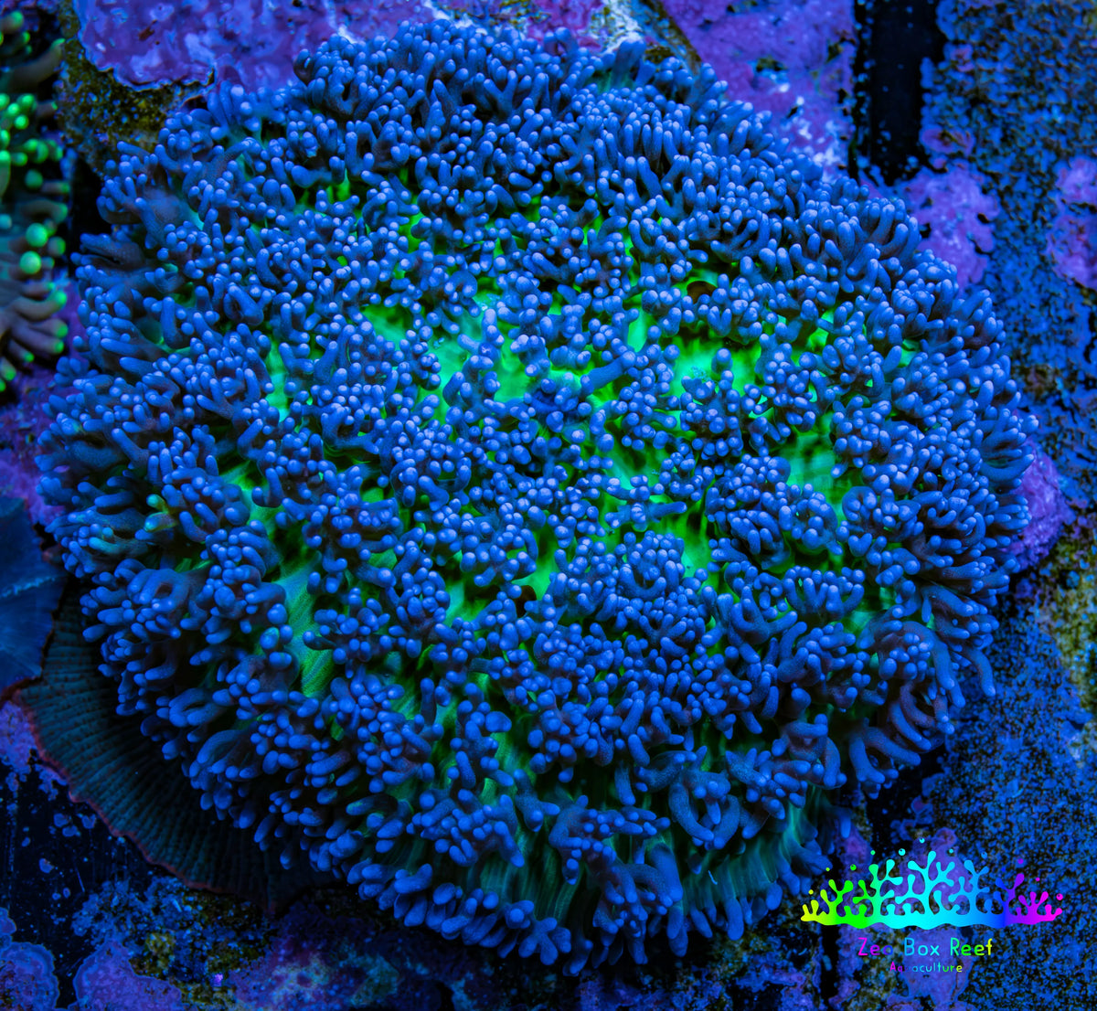 Ultra Blue & Green Fluffy Rhodactis Coral, WYSIWYG 5cm Ultra Blue & Green Fluffy Rhodactis Coral, WYSIWYG 5cm Animals & Pet Supplies Ultra Blue & Green Fluffy Rhodactis Coral, WYSIWYG 5cm Zeo Box Reef