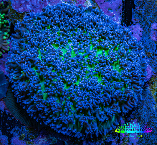 Ultra Blue & Green Fluffy Rhodactis Coral, WYSIWYG 5cm Ultra Blue & Green Fluffy Rhodactis Coral, WYSIWYG 5cm Animals & Pet Supplies Ultra Blue & Green Fluffy Rhodactis Coral, WYSIWYG 5cm Zeo Box Reef