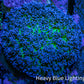 Ultra Blue & Green Fluffy Rhodactis Coral, WYSIWYG 5cm Ultra Blue & Green Fluffy Rhodactis Coral, WYSIWYG 5cm Animals & Pet Supplies Ultra Blue & Green Fluffy Rhodactis Coral, WYSIWYG 5cm Zeo Box Reef