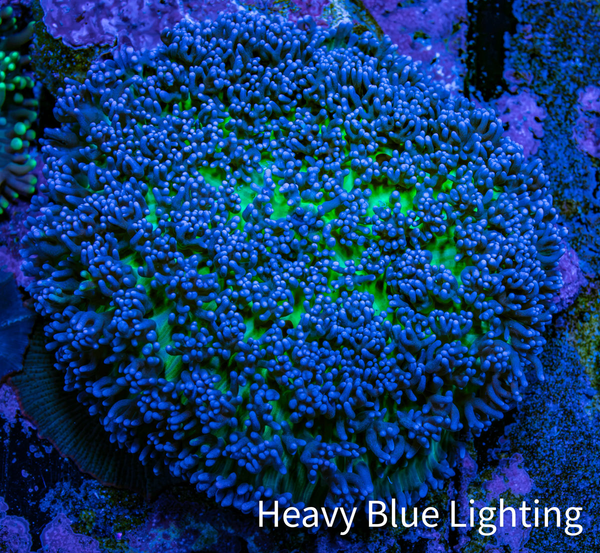 Ultra Blue & Green Fluffy Rhodactis Coral, WYSIWYG 5cm Ultra Blue & Green Fluffy Rhodactis Coral, WYSIWYG 5cm Animals & Pet Supplies Ultra Blue & Green Fluffy Rhodactis Coral, WYSIWYG 5cm Zeo Box Reef