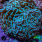 Ultra Blue & Green Hammer Coral 8cm WYSIWYG Ultra Blue & Green Hammer Coral 8cm WYSIWYG Aquarium Decor Ultra Blue & Green Hammer Coral 8cm WYSIWYG Zeo Box Reef
