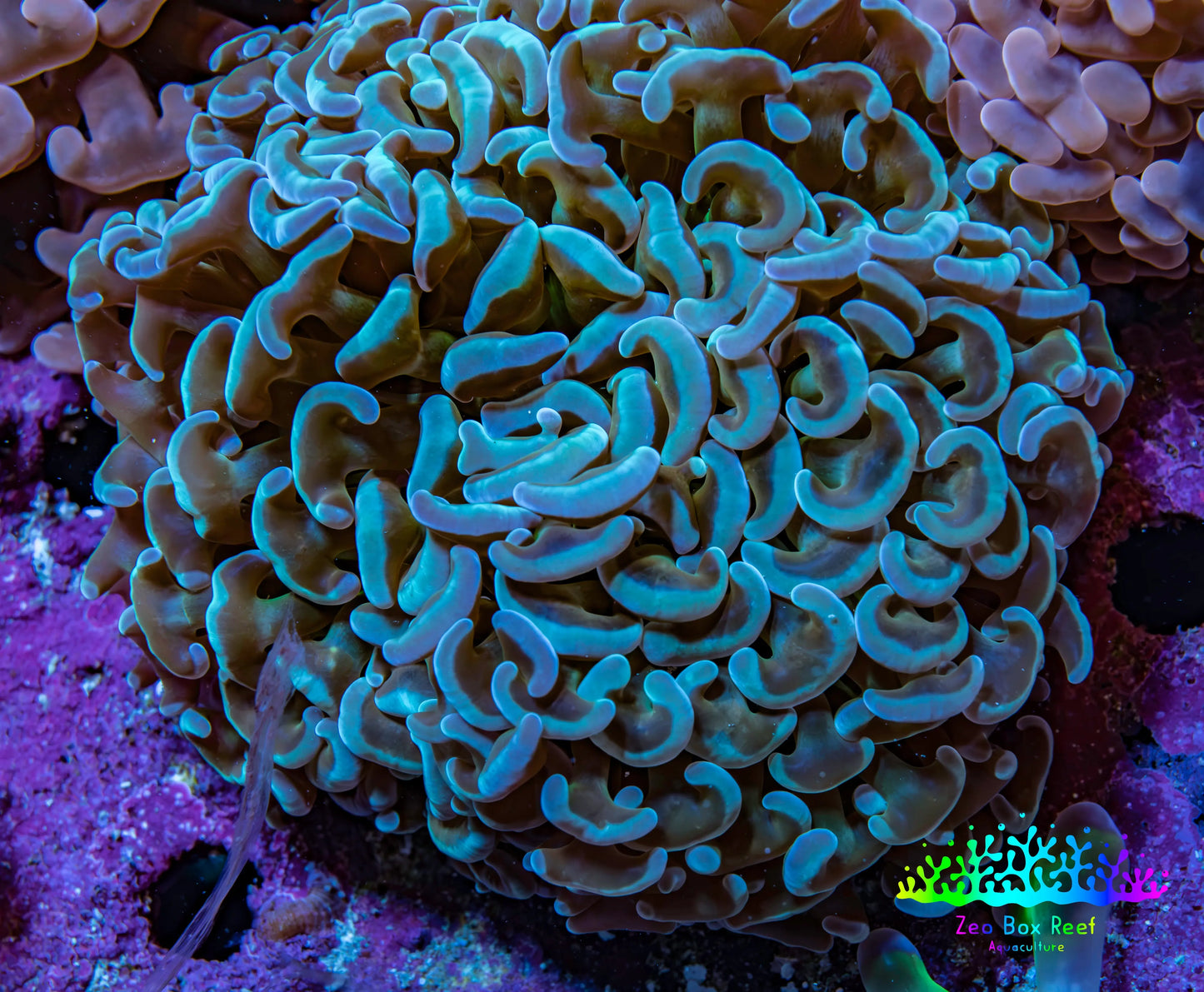 Ultra Blue & Green Hammer Coral 8cm WYSIWYG Ultra Blue & Green Hammer Coral 8cm WYSIWYG Aquarium Decor Ultra Blue & Green Hammer Coral 8cm WYSIWYG Zeo Box Reef