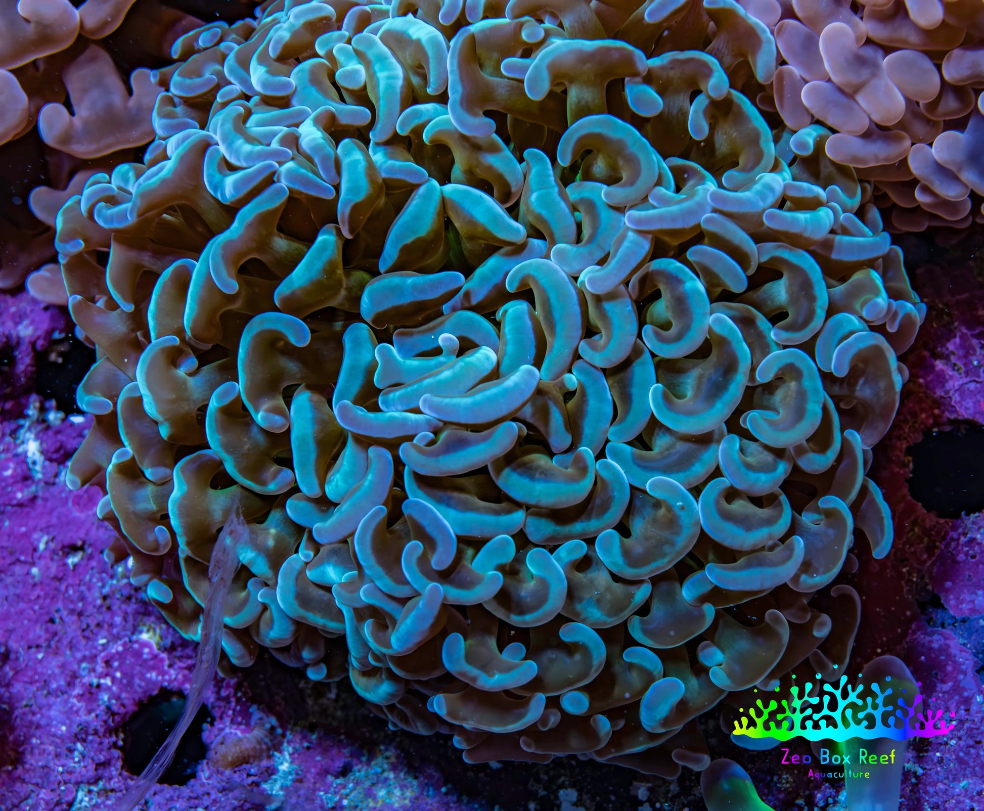 Ultra Blue & Green Hammer Coral 8cm WYSIWYG Ultra Blue & Green Hammer Coral 8cm WYSIWYG Aquarium Decor Ultra Blue & Green Hammer Coral 8cm WYSIWYG Zeo Box Reef