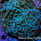 Ultra Blue & Green Hammer Coral 8cm WYSIWYG Ultra Blue & Green Hammer Coral 8cm WYSIWYG Aquarium Decor Ultra Blue & Green Hammer Coral 8cm WYSIWYG Zeo Box Reef