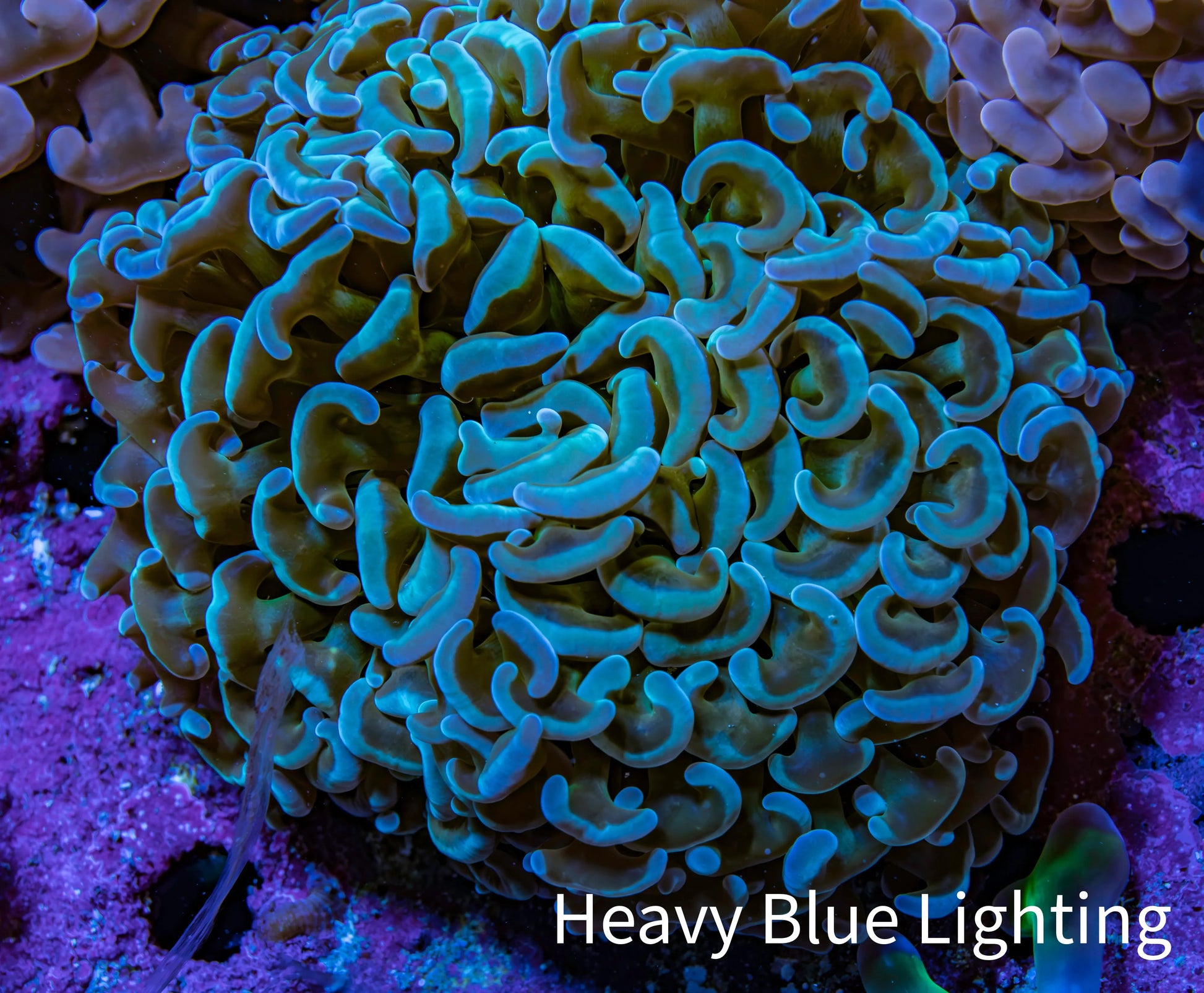 Ultra Blue & Green Hammer Coral 8cm WYSIWYG Ultra Blue & Green Hammer Coral 8cm WYSIWYG Aquarium Decor Ultra Blue & Green Hammer Coral 8cm WYSIWYG Zeo Box Reef