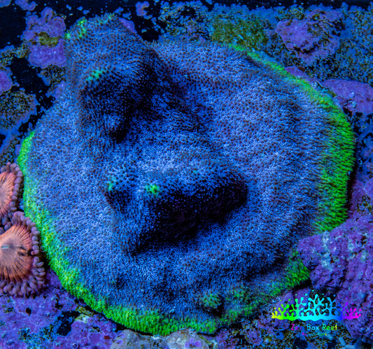 Ultra Blue & Green Psammocora Coral Frag, WYSIWYG Ultra Blue & Green Psammocora Coral Frag, WYSIWYG SPS Ultra Blue & Green Psammocora Coral Frag, WYSIWYG Zeo Box Reef