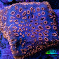 Ultra Blue & Pink Leptoseris Coral Frag Ultra Blue & Pink Leptoseris Coral Frag Pet Supplies Ultra Blue & Pink Leptoseris Coral Frag Zeo Box Reef
