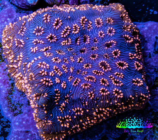 Ultra Blue & Pink Leptoseris Coral Frag Ultra Blue & Pink Leptoseris Coral Frag Pet Supplies Ultra Blue & Pink Leptoseris Coral Frag Zeo Box Reef