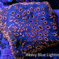 Ultra Blue & Pink Leptoseris Coral Frag Ultra Blue & Pink Leptoseris Coral Frag Pet Supplies Ultra Blue & Pink Leptoseris Coral Frag Zeo Box Reef