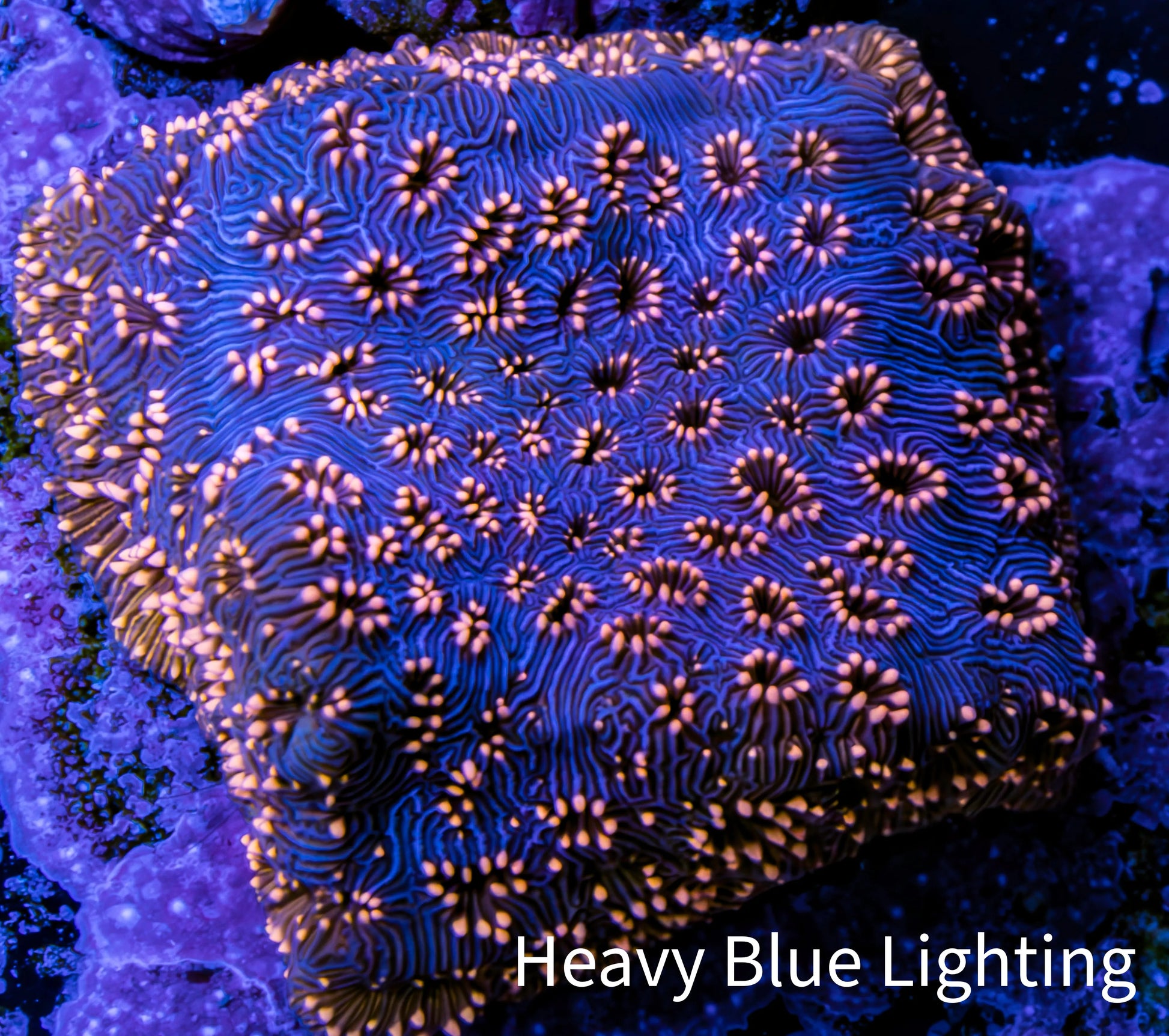 Ultra Blue & Pink Leptoseris Coral Frag Ultra Blue & Pink Leptoseris Coral Frag Pet Supplies Ultra Blue & Pink Leptoseris Coral Frag Zeo Box Reef