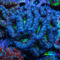 Ultra Blue and Green Acan Coral WYSIWYG 7cm B2R2B1 Ultra Blue and Green Acan Coral WYSIWYG 7cm B2R2B1 LPS Coral Ultra Blue and Green Acan Coral WYSIWYG 7cm B2R2B1 Zeo Box Reef