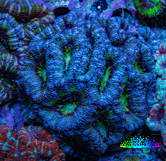 Ultra Blue and Green Acan Coral WYSIWYG 7cm B2R2B1 Ultra Blue and Green Acan Coral WYSIWYG 7cm B2R2B1 LPS Coral Ultra Blue and Green Acan Coral WYSIWYG 7cm B2R2B1 Zeo Box Reef