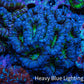 Ultra Blue and Green Acan Coral WYSIWYG 7cm B2R2B1 Ultra Blue and Green Acan Coral WYSIWYG 7cm B2R2B1 LPS Coral Ultra Blue and Green Acan Coral WYSIWYG 7cm B2R2B1 Zeo Box Reef