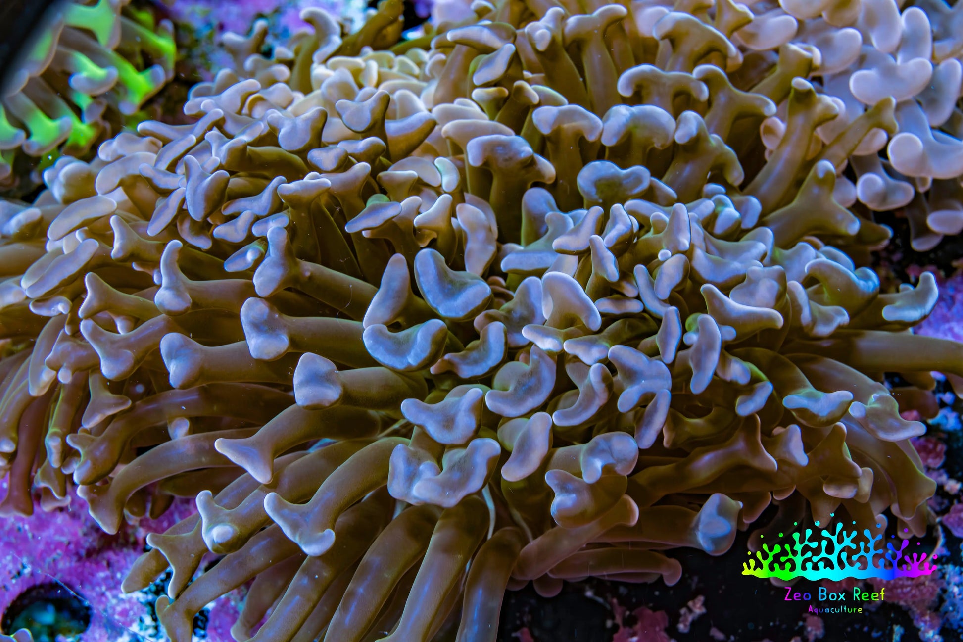 Ultra Blue and Lavender Tip Hammer Coral -   WYSIWYG 10cm C4R5B1 Ultra Blue and Lavender Tip Hammer Coral -   WYSIWYG 10cm C4R5B1 Aquarium Decor Ultra Blue and Lavender Tip Hammer Coral -   WYSIWYG 10cm C4R5B1 Zeo Box Reef