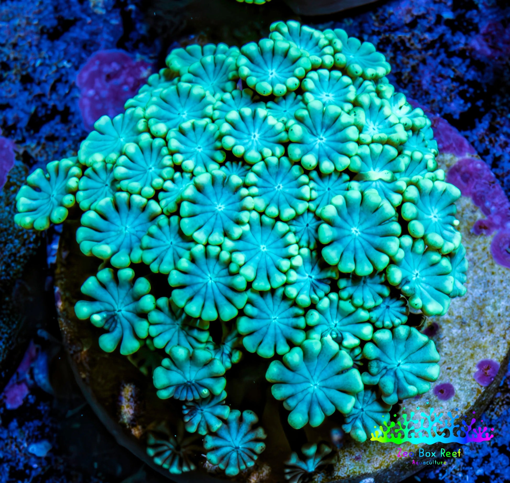 Ultra Blue and Line Tip Alveopora Coral - Frag Ultra Blue and Line Tip Alveopora Coral - Frag Animals & Pet Supplies Ultra Blue and Line Tip Alveopora Coral - Frag Zeo Box Reef