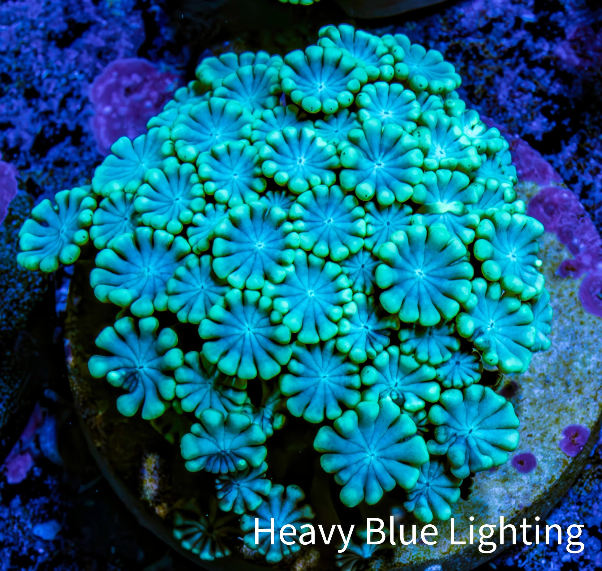 Ultra Blue and Line Tip Alveopora Coral - Frag Ultra Blue and Line Tip Alveopora Coral - Frag Animals & Pet Supplies Ultra Blue and Line Tip Alveopora Coral - Frag Zeo Box Reef