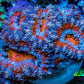 Ultra Blue, Pink, Orange & Red Acan Coral Frag, WYSIWYG E1R3B1 Ultra Blue, Pink, Orange & Red Acan Coral Frag, WYSIWYG E1R3B1 LPS Coral Ultra Blue, Pink, Orange & Red Acan Coral Frag, WYSIWYG E1R3B1 Zeo Box Reef