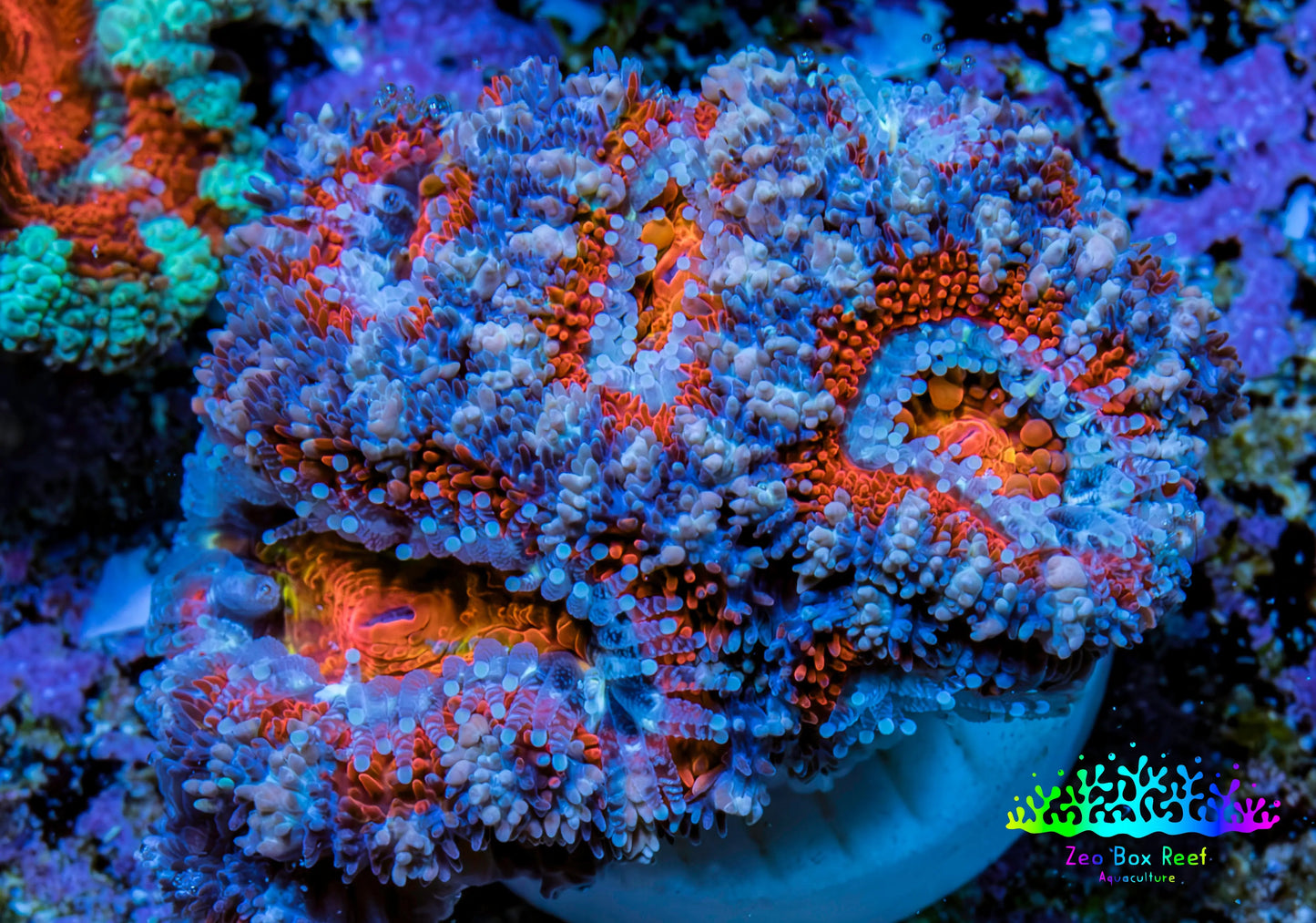 Ultra Blue, Pink, Orange & Red Acan Coral Frag, WYSIWYG E1R3B1 Ultra Blue, Pink, Orange & Red Acan Coral Frag, WYSIWYG E1R3B1 LPS Coral Ultra Blue, Pink, Orange & Red Acan Coral Frag, WYSIWYG E1R3B1 Zeo Box Reef