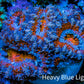 Ultra Blue, Pink, Orange & Red Acan Coral Frag, WYSIWYG E1R3B1 Ultra Blue, Pink, Orange & Red Acan Coral Frag, WYSIWYG E1R3B1 LPS Coral Ultra Blue, Pink, Orange & Red Acan Coral Frag, WYSIWYG E1R3B1 Zeo Box Reef