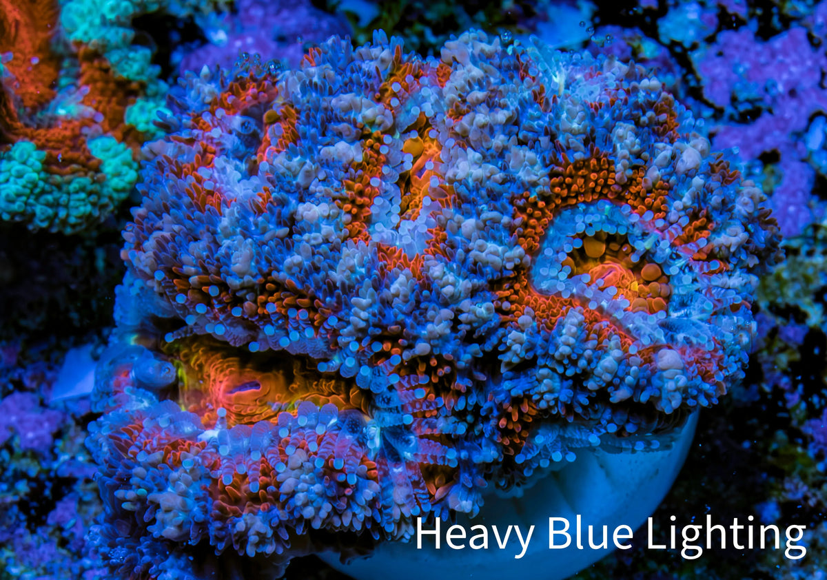 Ultra Blue, Pink, Orange & Red Acan Coral Frag, WYSIWYG E1R3B1 Ultra Blue, Pink, Orange & Red Acan Coral Frag, WYSIWYG E1R3B1 LPS Coral Ultra Blue, Pink, Orange & Red Acan Coral Frag, WYSIWYG E1R3B1 Zeo Box Reef