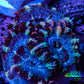 Ultra Blue, Purple, Yellow Acan Coral Frag Ultra Blue, Purple, Yellow Acan Coral Frag LPS Coral Ultra Blue, Purple, Yellow Acan Coral Frag Zeo Box Reef