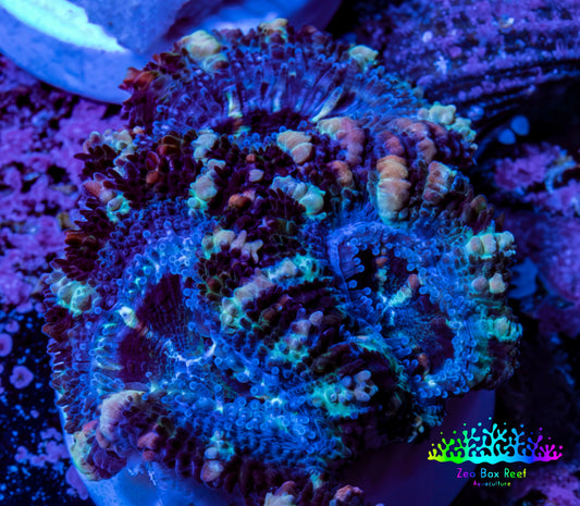 Ultra Blue, Purple, Yellow Acan Coral Frag Ultra Blue, Purple, Yellow Acan Coral Frag LPS Coral Ultra Blue, Purple, Yellow Acan Coral Frag Zeo Box Reef