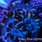 Ultra Blue, Purple, Yellow Acan Coral Frag Ultra Blue, Purple, Yellow Acan Coral Frag LPS Coral Ultra Blue, Purple, Yellow Acan Coral Frag Zeo Box Reef