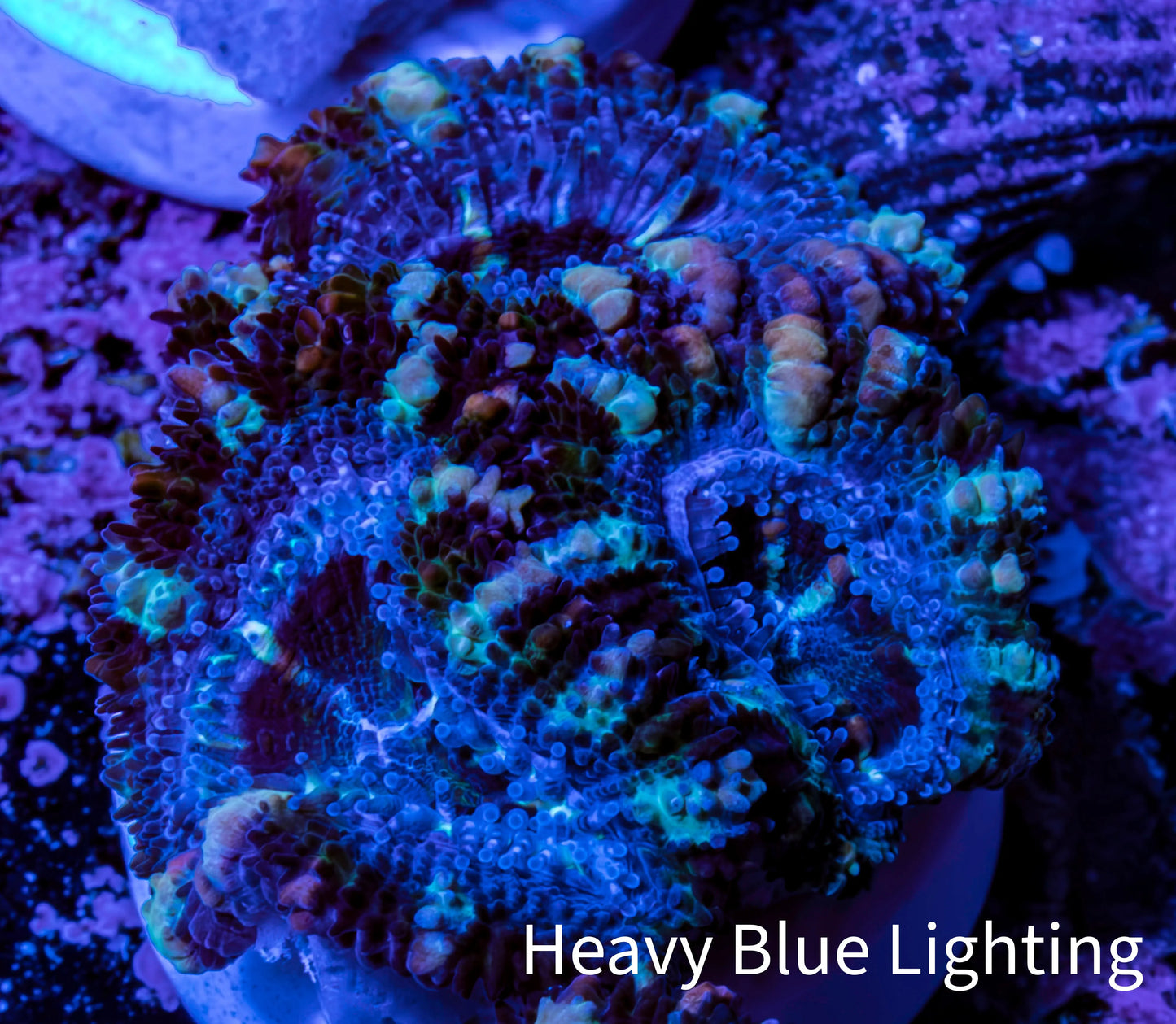 Ultra Blue, Purple, Yellow Acan Coral Frag Ultra Blue, Purple, Yellow Acan Coral Frag LPS Coral Ultra Blue, Purple, Yellow Acan Coral Frag Zeo Box Reef