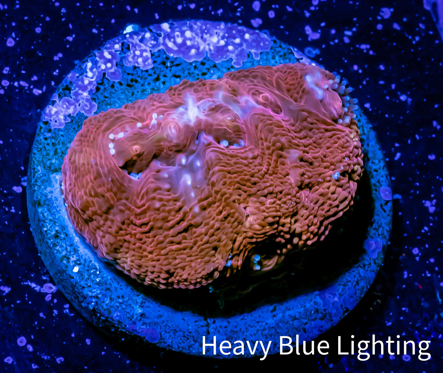 Ultra BowerBanki Coral - BowerBanki  Frag WYSIWYG Ultra BowerBanki Coral - BowerBanki  Frag WYSIWYG LPS Coral Ultra BowerBanki Coral - BowerBanki  Frag WYSIWYG Zeo Box Reef