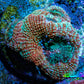 Ultra BowerBanki Coral - BowerBanki  Frag Ultra BowerBanki Coral - BowerBanki  Frag LPS Coral Ultra BowerBanki Coral - BowerBanki  Frag Zeo Box Reef