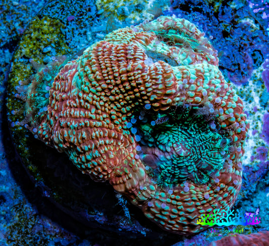 Ultra BowerBanki Coral - BowerBanki  Frag Ultra BowerBanki Coral - BowerBanki  Frag LPS Coral Ultra BowerBanki Coral - BowerBanki  Frag Zeo Box Reef