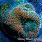 Ultra BowerBanki Coral - BowerBanki  Frag Ultra BowerBanki Coral - BowerBanki  Frag LPS Coral Ultra BowerBanki Coral - BowerBanki  Frag Zeo Box Reef
