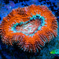 Ultra BowerBanki Coral -  Frag WYSIWYG Ultra BowerBanki Coral -  Frag WYSIWYG LPS Coral Ultra BowerBanki Coral -  Frag WYSIWYG Zeo Box Reef