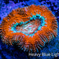 Ultra BowerBanki Coral -  Frag WYSIWYG Ultra BowerBanki Coral -  Frag WYSIWYG LPS Coral Ultra BowerBanki Coral -  Frag WYSIWYG Zeo Box Reef