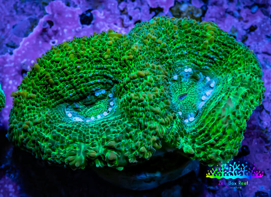 Ultra BowerBanki Coral - Green BowerBanki  Frag Ultra BowerBanki Coral - Green BowerBanki  Frag LPS Coral Ultra BowerBanki Coral - Green BowerBanki  Frag Zeo Box Reef