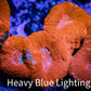 Ultra BowerBanki Coral -  WYSIWYG 5cm A2R2B1 Ultra BowerBanki Coral -  WYSIWYG 5cm A2R2B1 LPS Coral Ultra BowerBanki Coral -  WYSIWYG 5cm A2R2B1 Zeo Box Reef