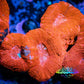 Ultra BowerBanki Coral -  WYSIWYG 5cm A2R2B1 Ultra BowerBanki Coral -  WYSIWYG 5cm A2R2B1 LPS Coral Ultra BowerBanki Coral -  WYSIWYG 5cm A2R2B1 Zeo Box Reef