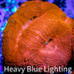 Ultra BowerBanki Coral -  WYSIWYG 5cm Ultra BowerBanki Coral -  WYSIWYG 5cm LPS Coral Ultra BowerBanki Coral -  WYSIWYG 5cm Zeo Box Reef