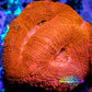 Ultra BowerBanki Coral -  WYSIWYG 5cm Ultra BowerBanki Coral -  WYSIWYG 5cm LPS Coral Ultra BowerBanki Coral -  WYSIWYG 5cm Zeo Box Reef