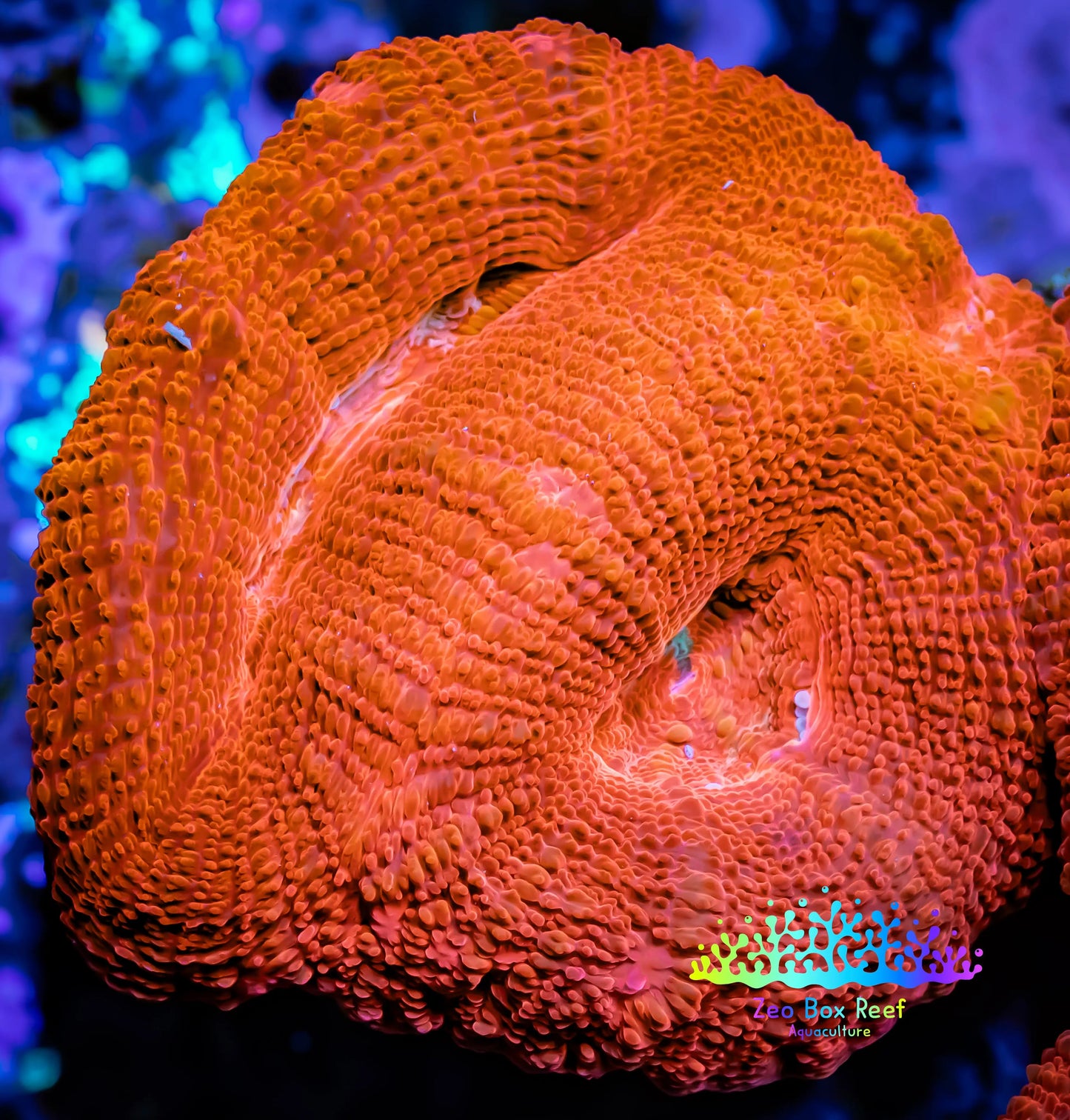 Ultra BowerBanki Coral -  WYSIWYG 5cm Ultra BowerBanki Coral -  WYSIWYG 5cm LPS Coral Ultra BowerBanki Coral -  WYSIWYG 5cm Zeo Box Reef